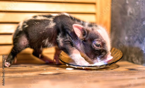 Cute newborn mini Piglet drinking milk from a saucer. Feeding a pet pig. Shallow depth of field.