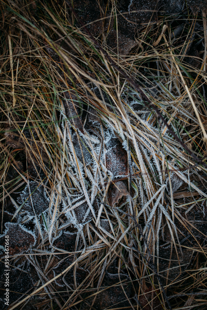 low key still life of Frozen leaves in winter on the ground