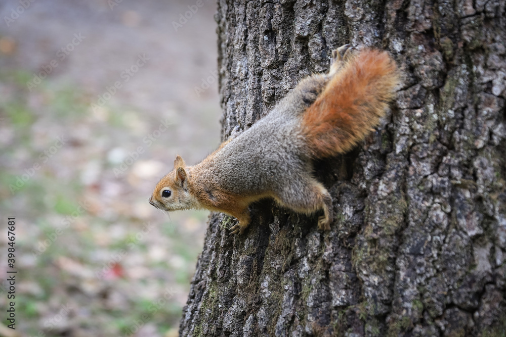 Squirrel posing in forest Squirrel posing in forest