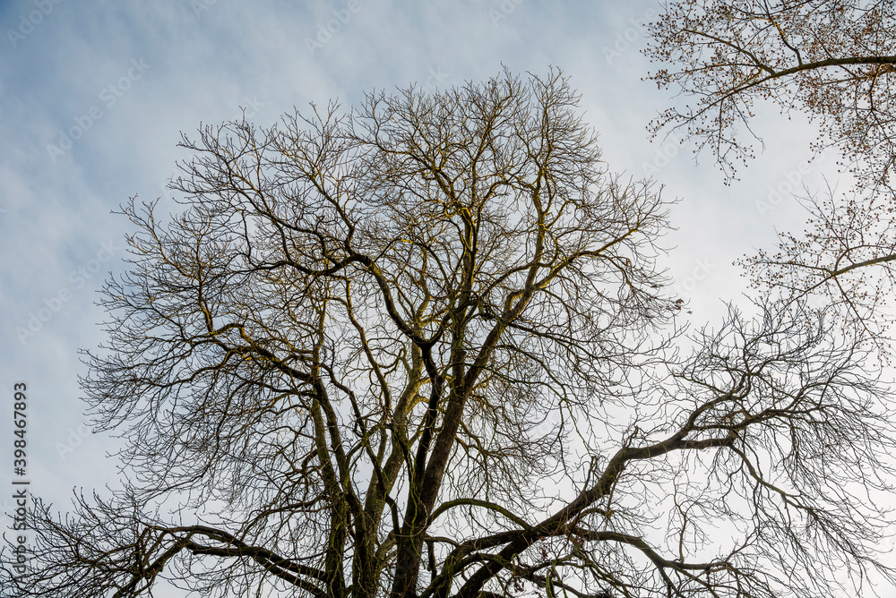 Leafless tree over the blue sky in sunset Leafless tree over the blue sky in sunset