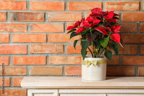 Beautiful poinsettia (traditional Christmas flower) on chest of drawers near brick wall. Space for text