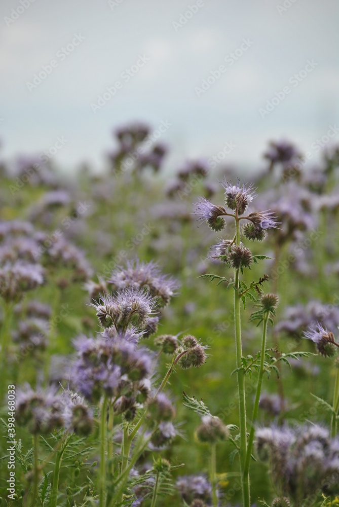 Blume Blume