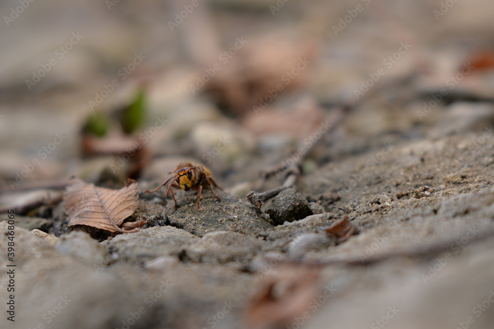 large forest wasp walking on the ground. Vespa crabro a dangerous venomous insect large forest wasp walking on the ground. Vespa crabro a dangerous venomous insect