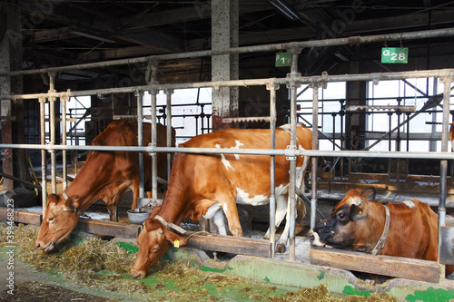 高千穂牧場で餌を食べる牛たち