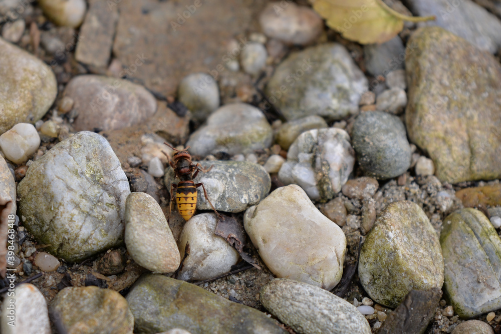 large forest wasp walking on the ground. Vespa crabro a dangerous venomous insect