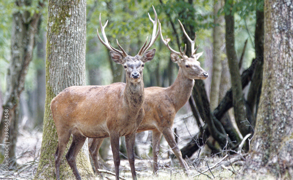 Fototapeta premium Cerf