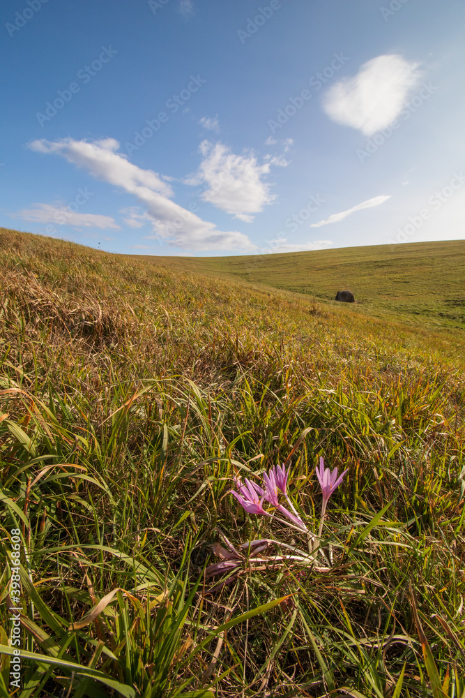 flowers in the field