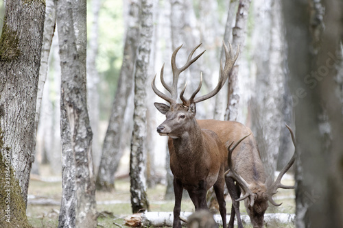 Cerf