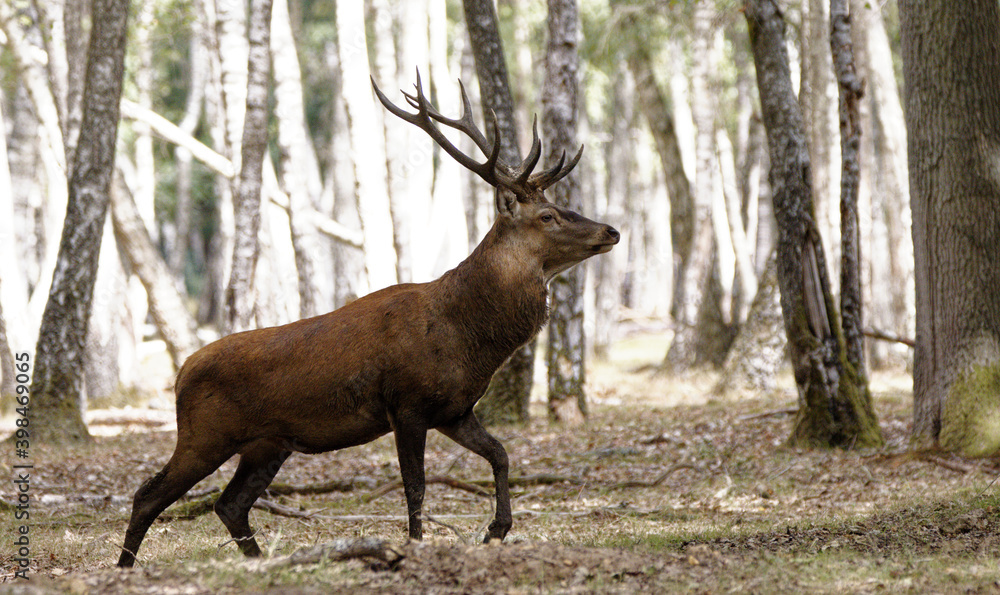 Obraz premium Cerf