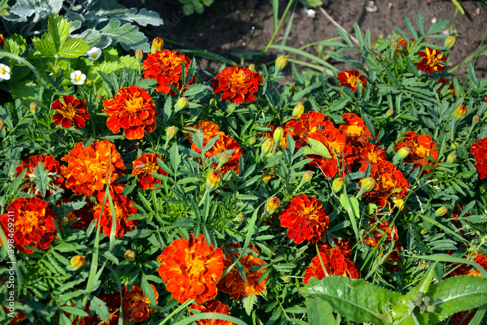 Marigold flowers close up. Garden flower for the garden. A herbaceous plant with bright double flowers for garden decoration.