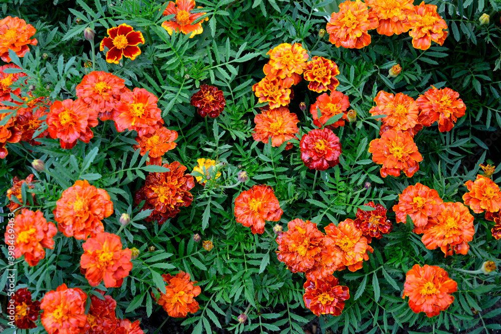 Marigold flowers close up. Garden flower for the garden. Herbaceous plant with bright flowers for garden decoration. Marigold flowers close up. Garden flower for the garden. Herbaceous plant with bright flowers for garden decoration.
