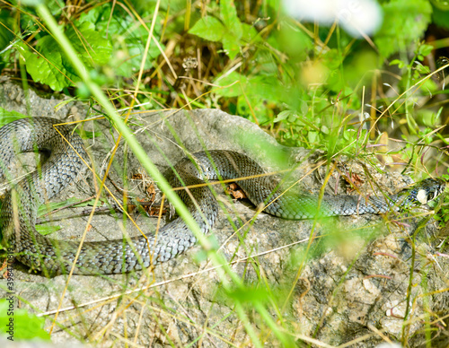 ringed snake, natrix natrix