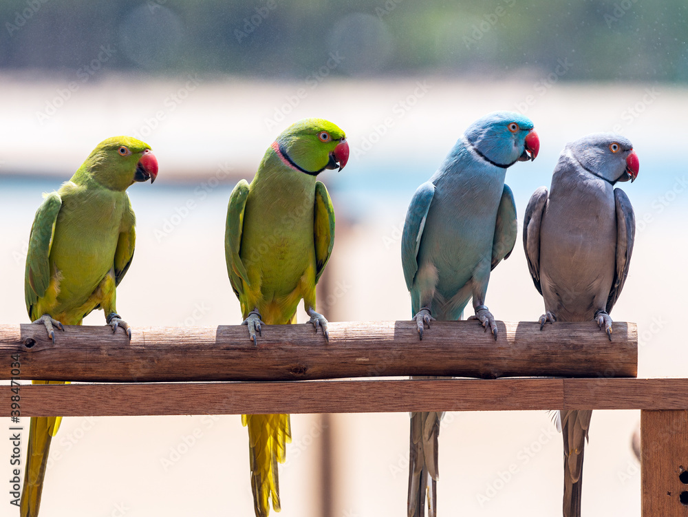 Fototapeta premium Lined up colorful Parrots and Parakeets.