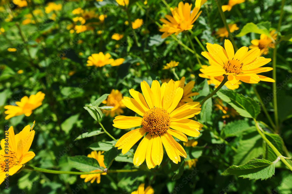 Naklejka premium Yellow flower meadow. Yellow flower background. Wild growing Heliopsis helianthoides.