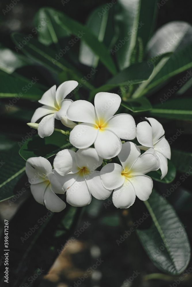 Fototapeta premium white frangipani flower