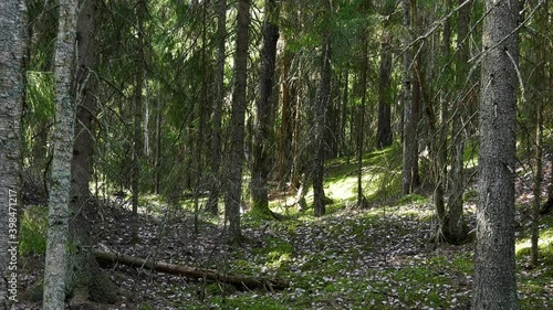 Sunlit mixed forest in dalarna, Sweden 