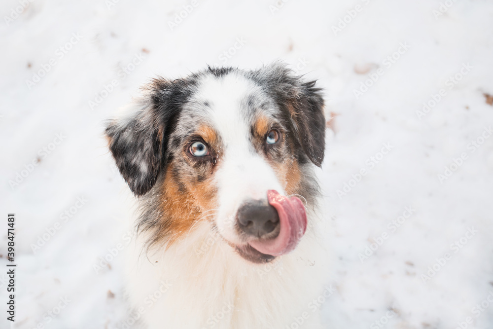 Australian shepherd licking nose in winter forest close up portrait. 