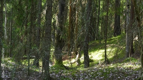 Coniferous sunlit forest in dalarna, Sweden 