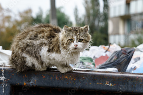 Photography stray cats search for food in a dumpster