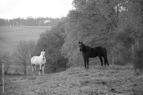 Grayscale shot of dark and light horses grazing in the fieldansart in Lasne, Belgium photo