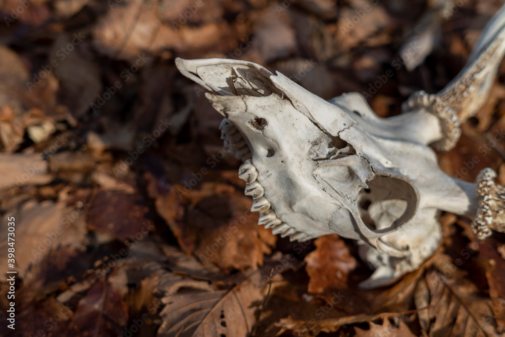 Naklejka premium 鹿の頭蓋骨