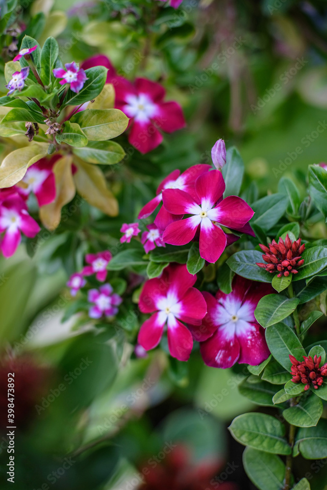 pink flowers blossoming pink flowers blossoming