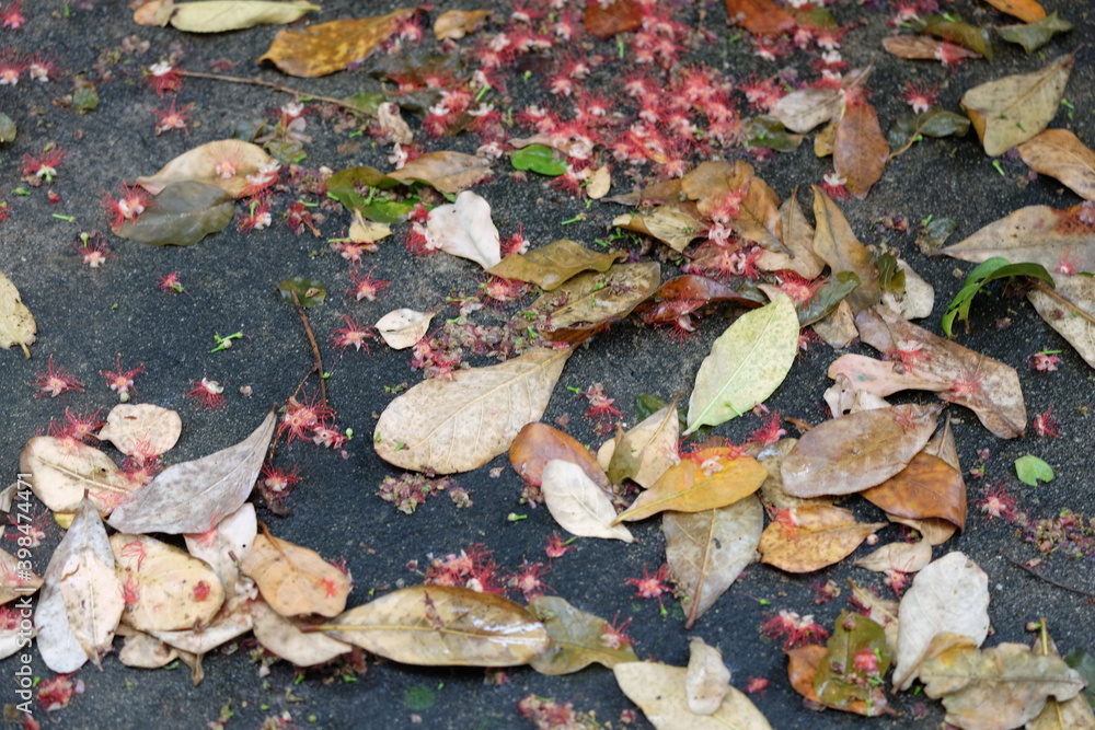 Red flowers and leaves fall on the ground in a seasonal garden. Red flowers and leaves fall on the ground in a seasonal garden.