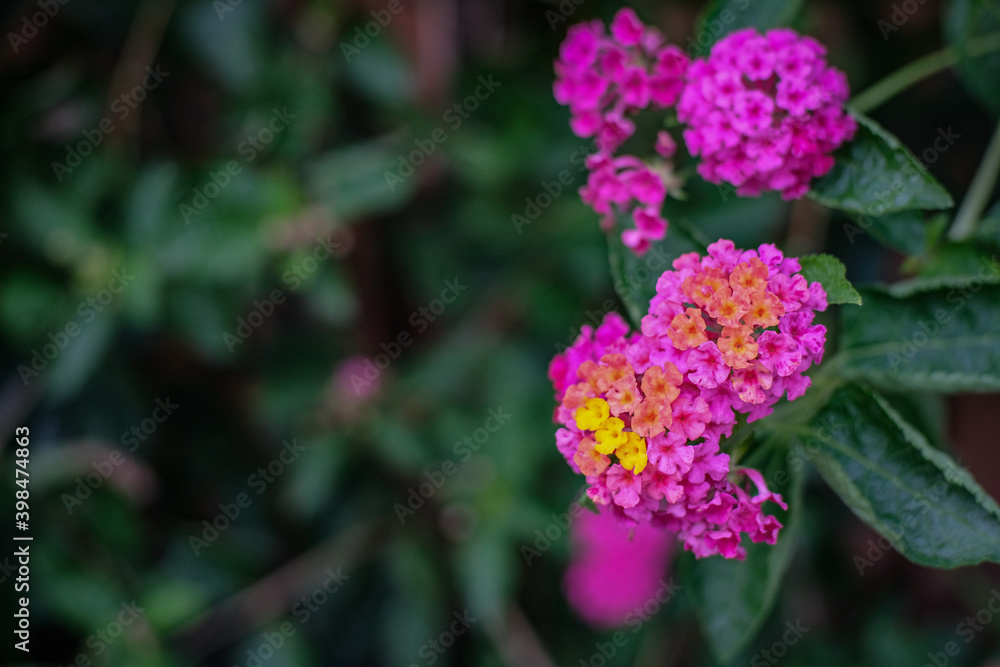 pink and purple flower blossoming