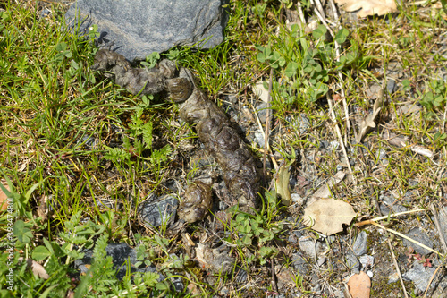 Bilde på lerret Top view of red fox excrement on the ground