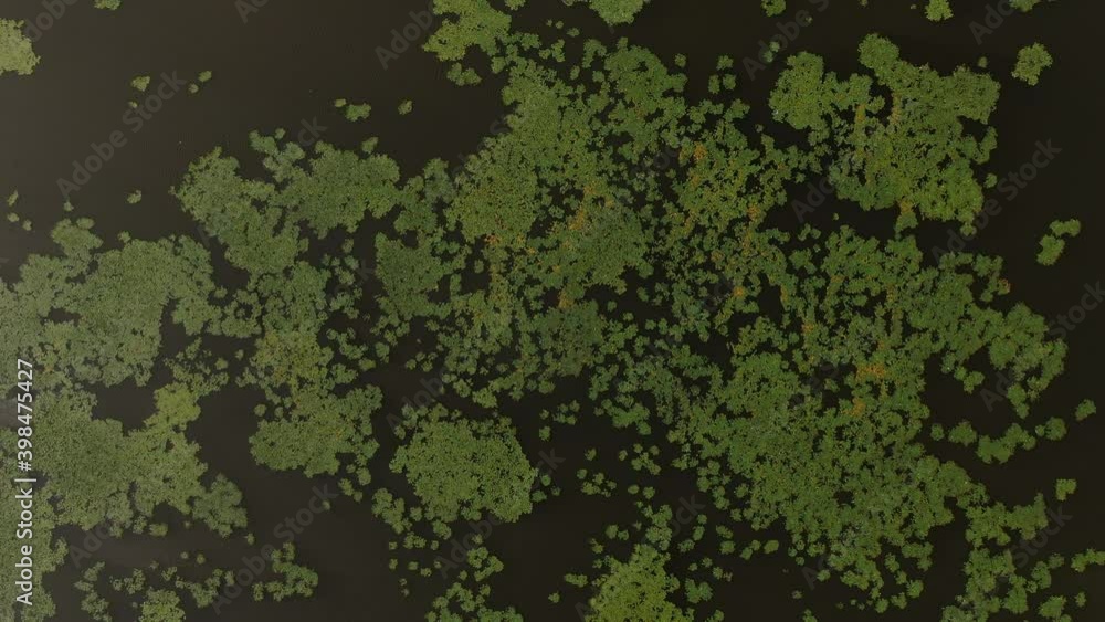 Straight down aerial shot on bridge or rised up road connecting two sides of lake with green water and algae and plants on it Straight down aerial shot on bridge or rised up road connecting two sides of lake with green water and algae and plants on it