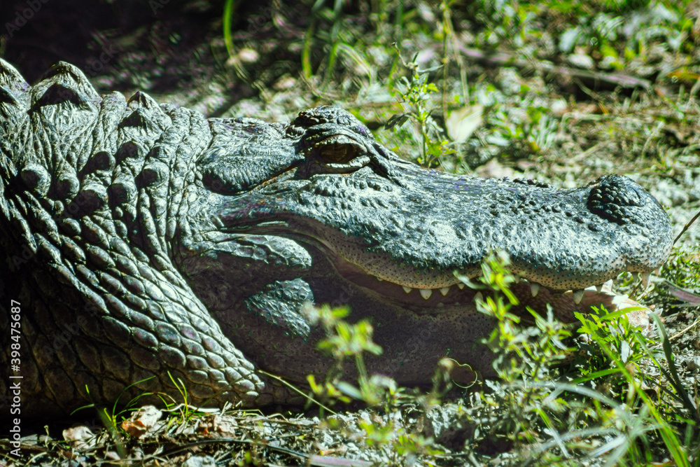 Obraz premium American crocodile head, Everglades, FL, USA.