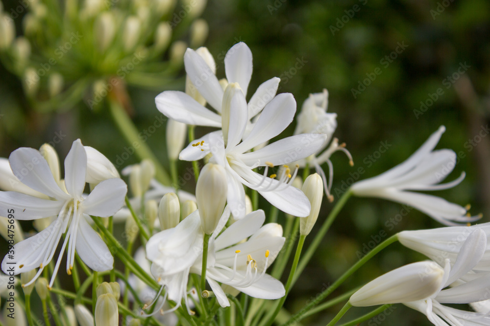 Fototapeta premium White flowering Agapanthus in a garden in Goettingen , Germany