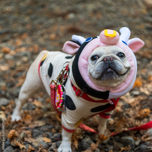 牛の着ぐるみを纏った小さくて可愛いフレンチブルドッグの笑顔