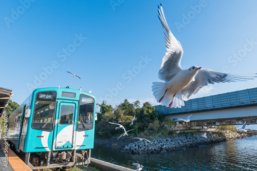 ローカル線を先導する一羽の白いユリカモメ