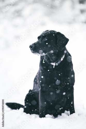 Portrait of black labrador retriever dog in the winter snow