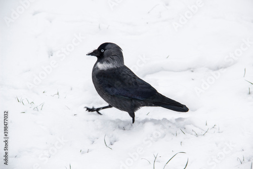 Jackdaw walk on the snow