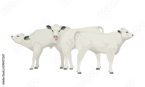 Farm animal - Calves. Belgian Blue - The Best Beef Cattle Breeds. Vector Illustration.