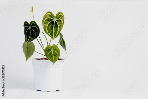 Anthurium clari potted house plant isolated on white background