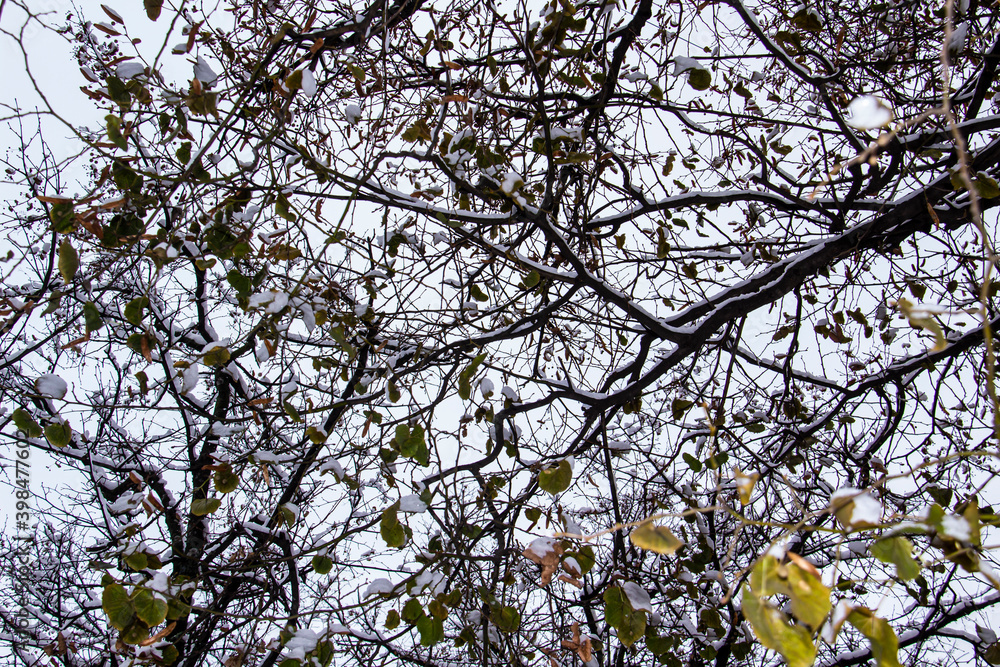 Obraz premium A tree branches on the grey sky with a snow. Looking up to grey sky through tree branches. Beautiful black branches in front of grey sky. Naked trees against gray sky.