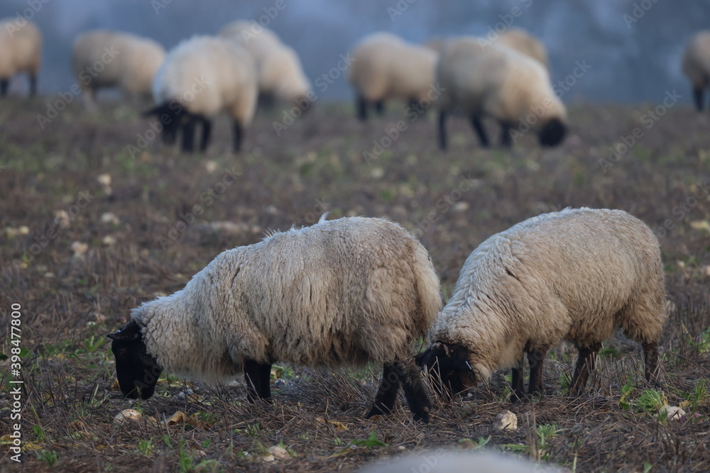 Sheep in the field