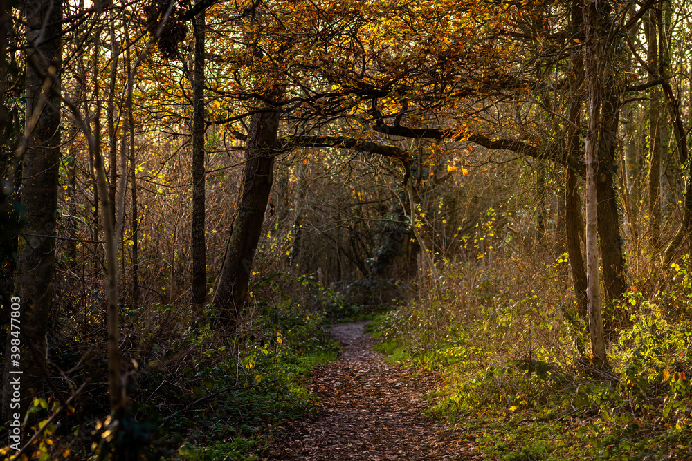 Obraz premium golden autumn in the woods