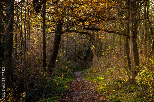 golden autumn in the woods