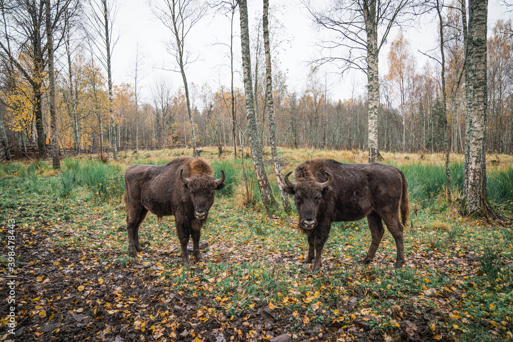 European bison (Bison bonasus). Two bisons Large brown bisons family near forest  on a rainy day. Herd Of European Aurochs Bison, Bison Bonasus. Nature habitat.