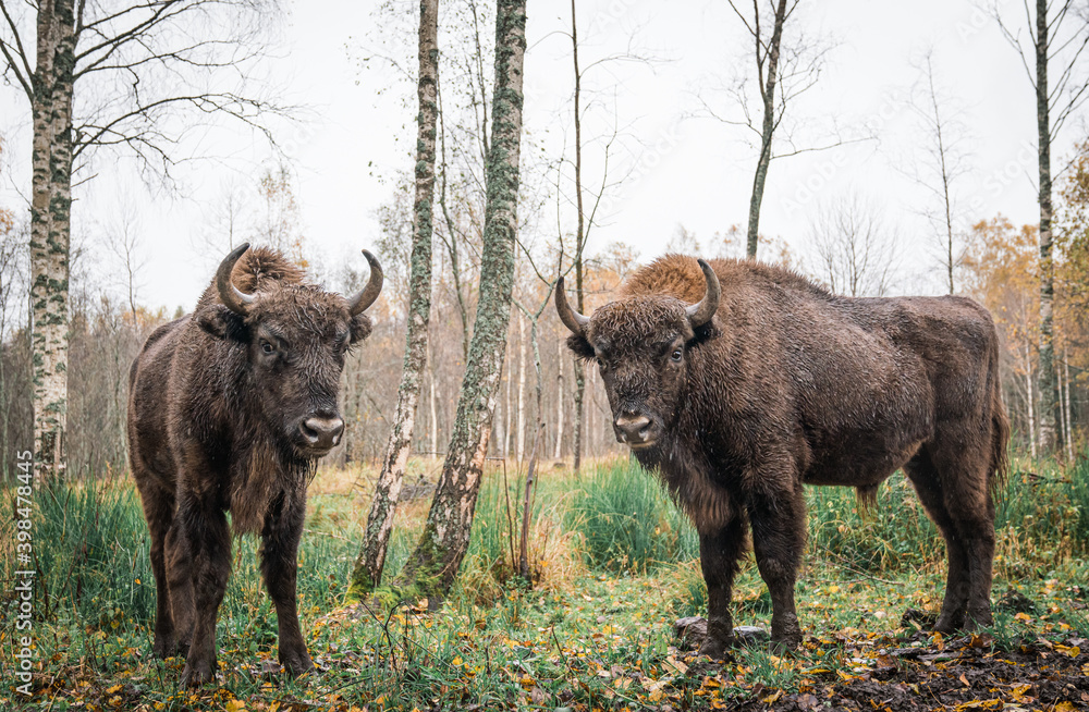 European bison (Bison bonasus). Two bisons Large brown bisons family near forest on a rainy day. Herd Of European Aurochs Bison, Bison Bonasus. Nature habitat. European bison (Bison bonasus). Two bisons Large brown bisons family near forest on a rainy day. Herd Of European Aurochs Bison, Bison Bonasus. Nature habitat.