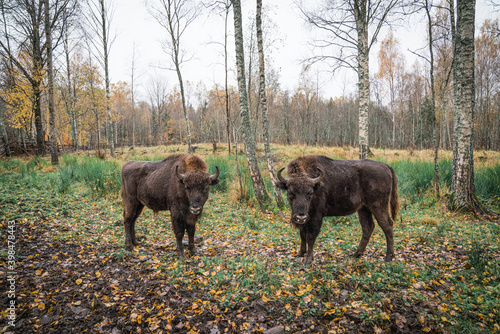 European bison (Bison bonasus). Two bisons Large brown bisons family near forest  on a rainy day. Herd Of European Aurochs Bison, Bison Bonasus. Nature habitat.