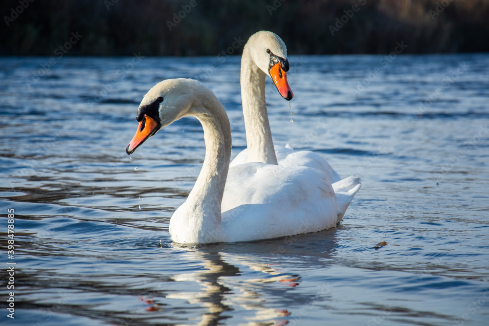 Fototapeta premium White swans on the water