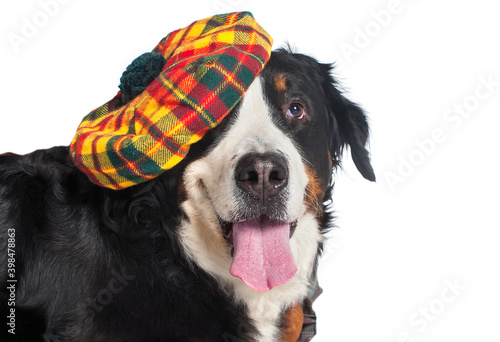 Big cheerful dog Bernese Mountain Dog in a Scottish beret. Lies, close-up. Isolated on white background