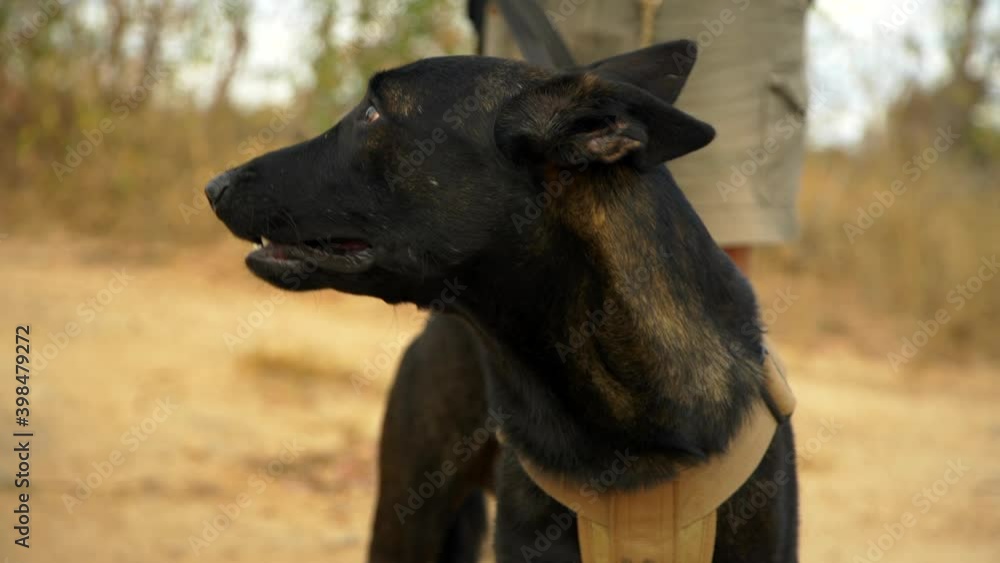 Belgian Malinois anti poaching dog on patrol with handler in African game park Belgian Malinois anti poaching dog on patrol with handler in African game park