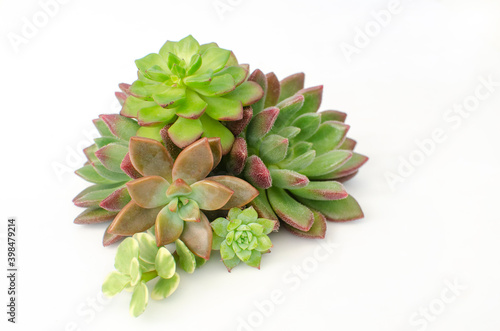 Mix of green and red succulent flowering plant centerpiece arrangement on white background