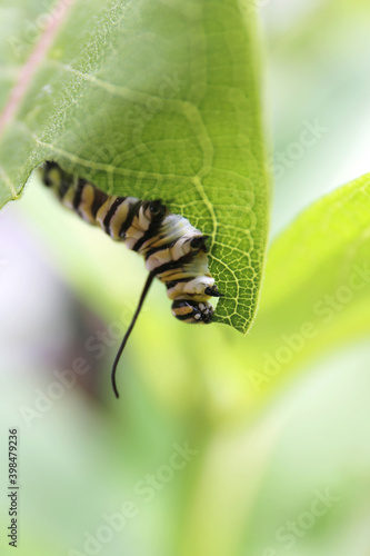 Macro Closeup on Monarch Butterfly Caterpillar Eating Milkweed Plant Leaf © Christin Lola
